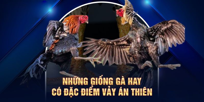 Các giống gà mang vảy án thiên vô cùng hiếm gặp