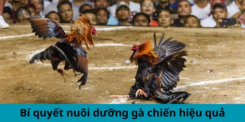 Bí quyết nuôi dưỡng gà chiến hiệu quả