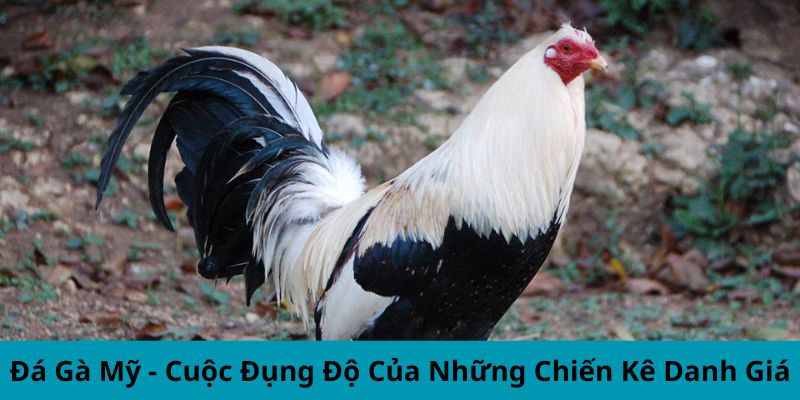 Đá Gà Mỹ