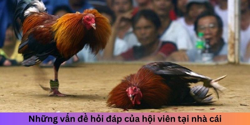 Những vấn đề hỏi đáp của hội viên tại nhà cái