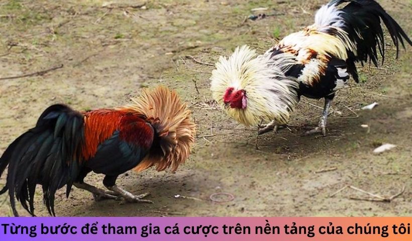 Từng bước để tham gia cá cược trên nền tảng của chúng tôi