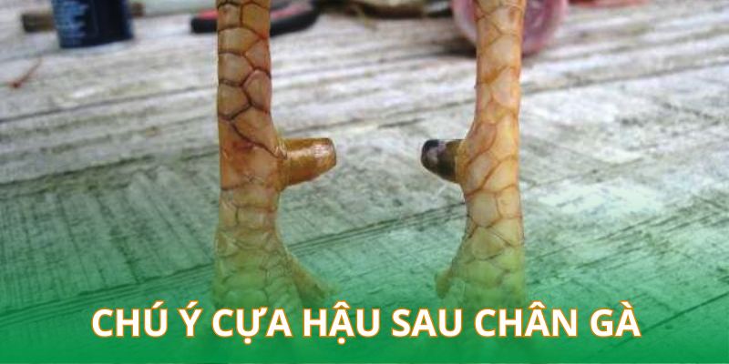 Chú ý phần cựa hậu phía sau chân gà để chọn được chiến kê tài ba