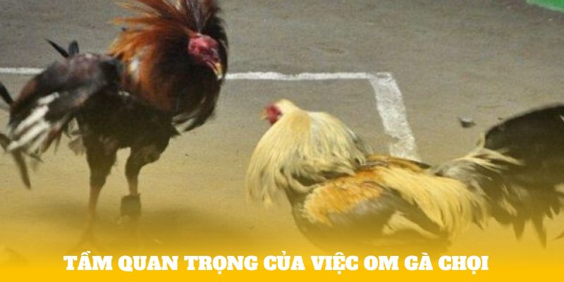 Tầm quan trọng của việc om gà chọi