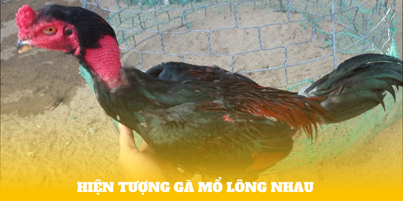 Hiện tượng gà mổ lông nhau