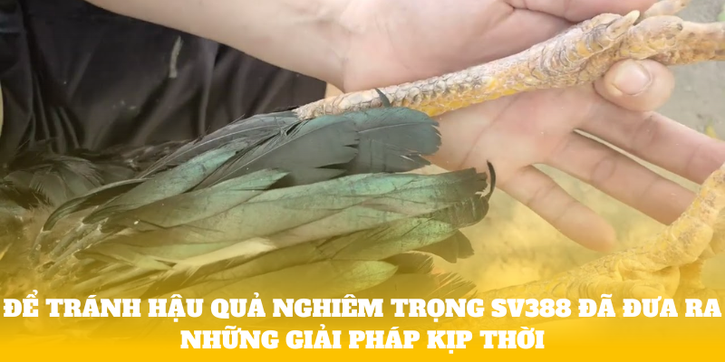 Để tránh hậu quả nghiêm trọng SV388 đã đưa ra những giải pháp kịp thời