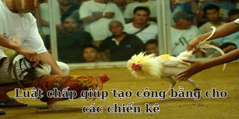 Luật chấp trong đá gà giúp tạo công bằng cho các chiến kê