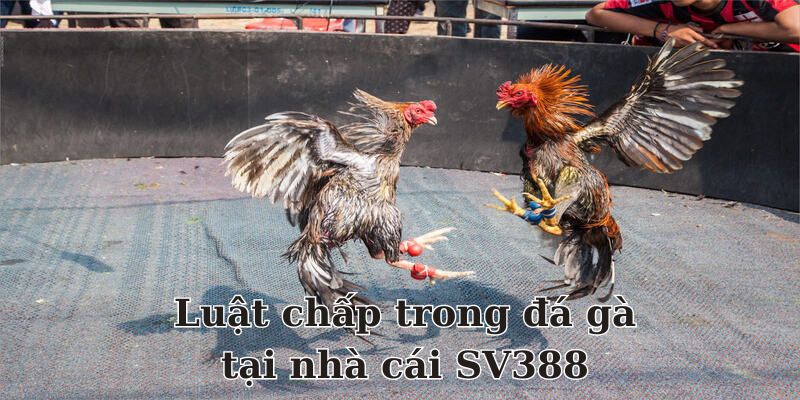 Luật chấp trong đá gà tại SV388