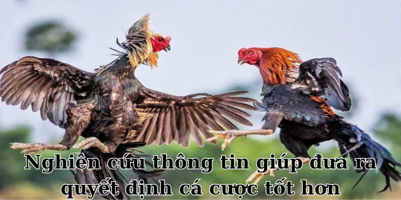 Nghiên cứu thông tin giúp đưa ra quyết định cá cược tốt hơn