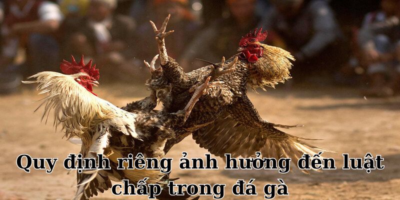 Quy định riêng ảnh hưởng đến luật chấp trong đá gà