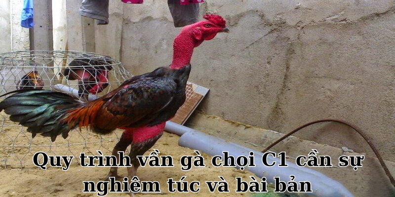 Quy trình vần gà chọi C1 cần sự nghiêm túc và bài bản