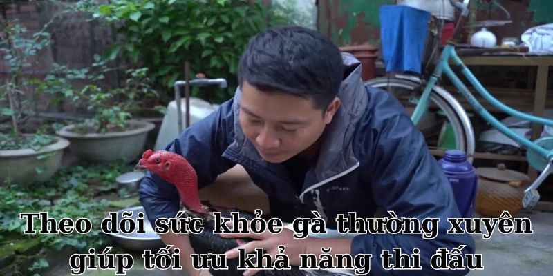 Theo dõi sức khỏe gà thường xuyên giúp tối ưu khả năng thi đấu