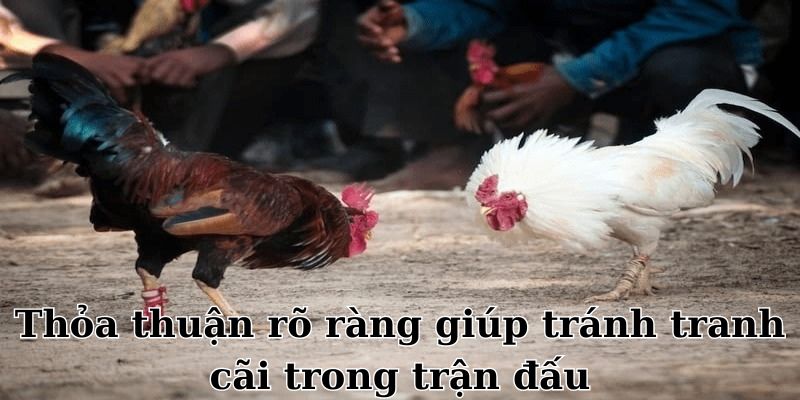 Thỏa thuận rõ ràng giúp hạn chế việc tranh cãi trong trận đấu đá gà