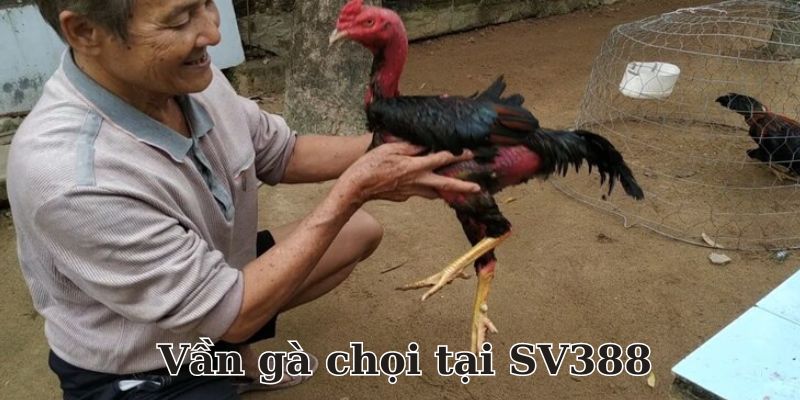 Vần Gà Chọi SV388 - Kỹ Thuật Nuôi Gà Chiến Hiệu Quả Nhất